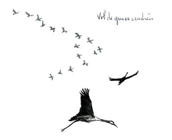 migration_grues-cendrees (Agrandir l'image).