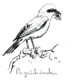 migration_pie-grieche-ecorcheur-Parcdesvolcans (Agrandir l'image).