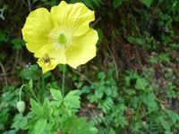 Pavot jaune