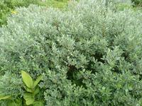 Saule des Lapons