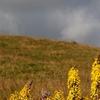 Ligulaire de Sibérie - Réserve naturelle des Sagnes de la Godivelle