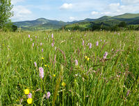 1-Prairie du GAEC du Puy du Loup- Renouée bistorte (Agrandir l'image).