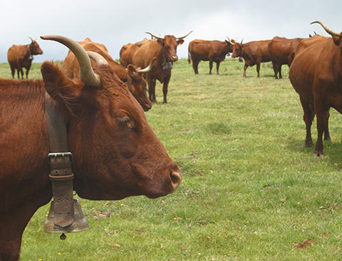 Pastoralisme - troupeau Salers (Agrandir l'image).