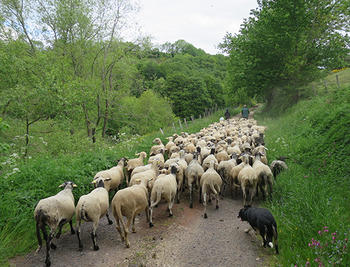 Transhumance Jaquette (Agrandir l'image).