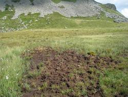 Erosion issue du piétinement du bétail (Agrandir l'image).