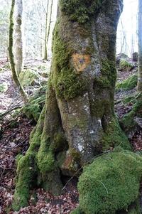 arbre d’intérêt écologique (Agrandir l'image).