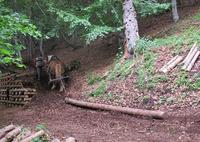 débardage d’arbres à cheval 2018 (Agrandir l'image).