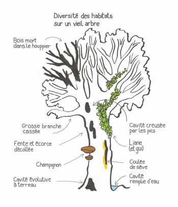 diversité des habitats sur un vieil arbre  (Agrandir l'image).