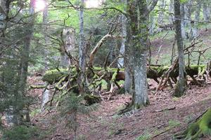 forêt ancienne et mature dans la RNN Chastreix-Sancy (2) (Agrandir l'image).