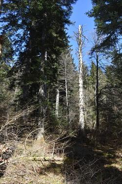 sapinière avec du bois mort (Agrandir l'image).