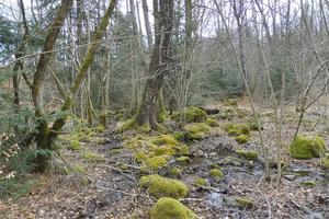 îlot de sénescence zones humides et ruisselets (saint-Donat) (Agrandir l'image).