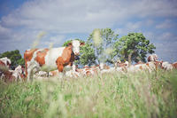 Concours prairies fleuries 2012 (Agrandir l'image).