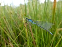 Libellule Coenagrion lunulatum (Agrandir l'image).