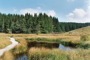 Tourbière de la Plaine Jacquot