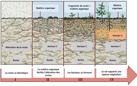 Formation des couches du sol tourbière (Agrandir l'image).